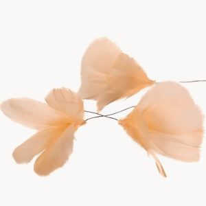 Fjäderblomma aprikos