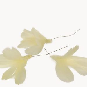 Fjäderblomma ljusgul